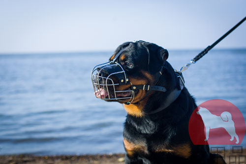 ロットワイラー用口輪　通気性が良い