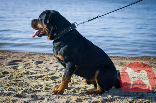 ロットワイラー向けのデザイン首輪