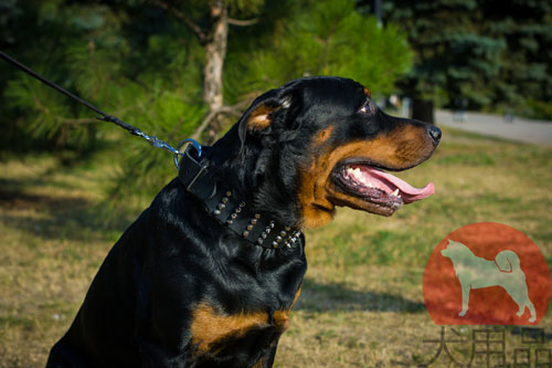 ロットワイラー　首輪　幅広