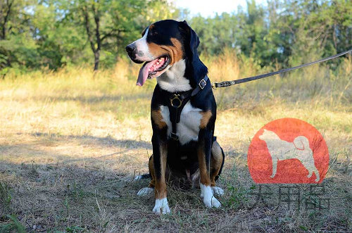 グレーター・スイス・マウンテン・ドッグ　ハーネス