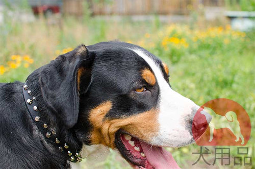 ピラミッド付きのスイスマウンテンドッグ首輪