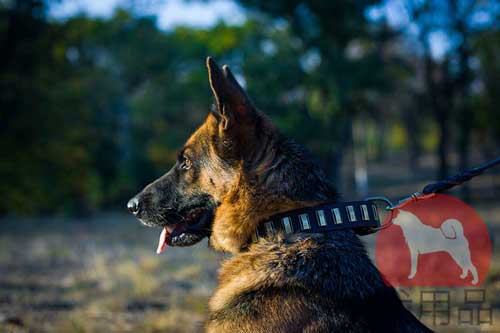 シェパード　首輪(縦プレート)