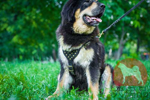 マスティフ用本革ハーネス(おしゃれ)