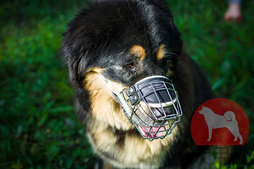 シェパード　マズル(ワイヤ)