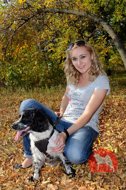 【中型犬用ハーネス】スパニエル用ハーネス　本革