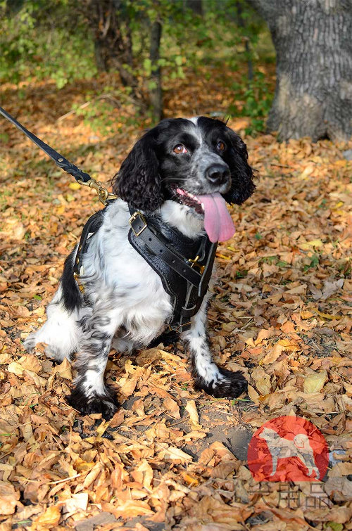 【大型犬用ハーネス】スパニエル用散歩用ハーネス