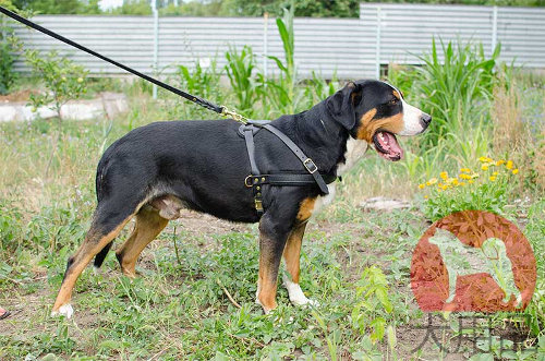 マウンテンドッグ用荷車引き用ハーネス