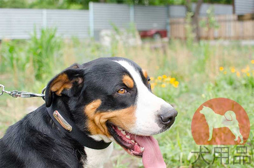 大型犬用ナイロン首輪　IDタグ付