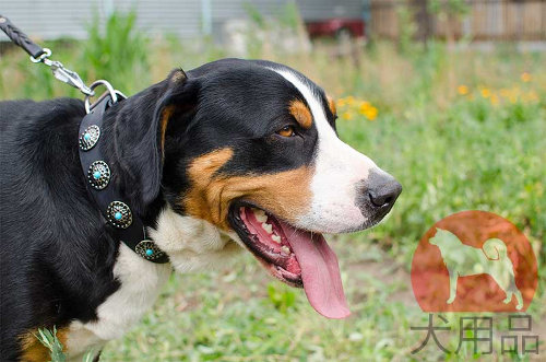 マウンテンドッグ　首輪　コンチョスタイル
