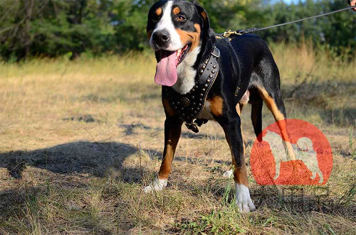 スイスマウンテンドッグ用ハーネス(コンチョ付)