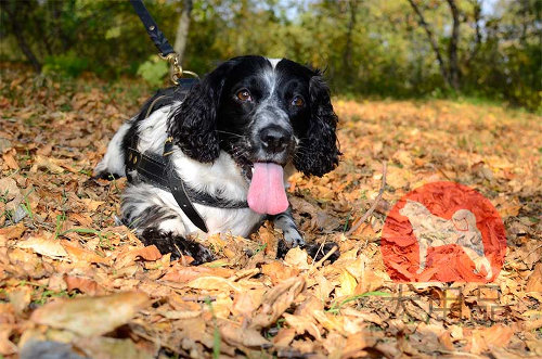 【中型犬】スパニエル用ハーネス