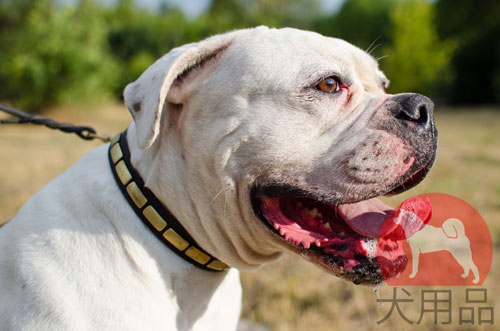 大型犬のアメブル用首輪　横向きプレート付