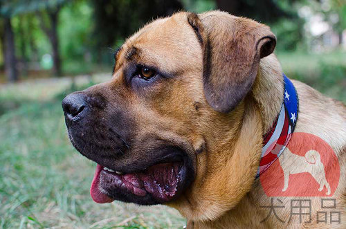 アメリカ国旗柄のカネコルソ用首輪