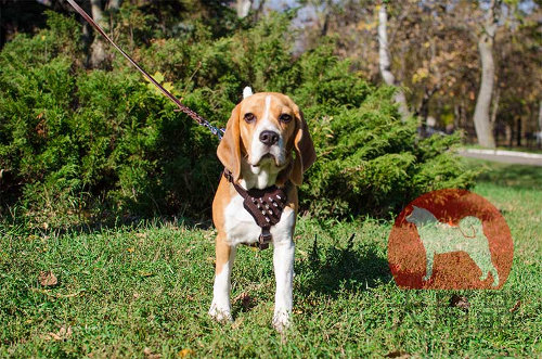【小型犬ハーネス】ビーグル用おしゃれハーネス