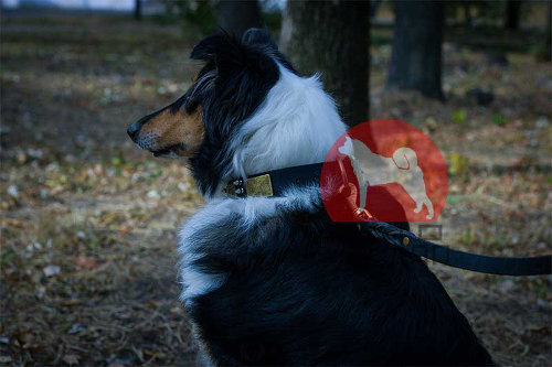 ボーダーコリー用ミックススタッズ首輪