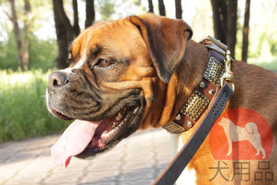 大型犬用首輪　オリジナルプレート付