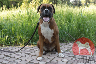 大型犬用本革製リード