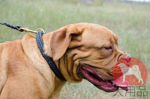 革首輪│ボルドー・マスティフ用三つ編み首輪