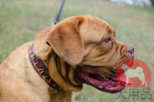 犬の首輪│ボルドー・マスティフ用炎柄首輪
