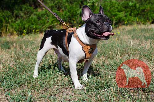 フレンチブルドッグ用ハーネス