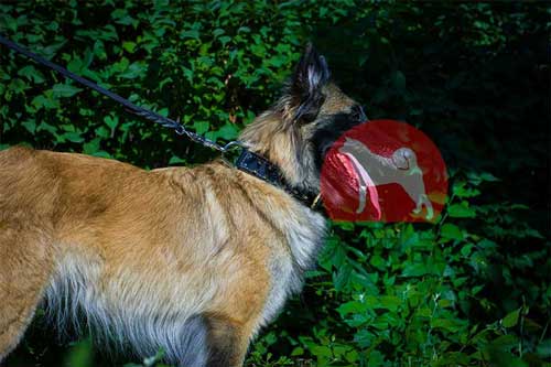 タービュレン　ダブルレザーカラー(スパイク付)