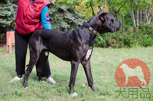 グレートデン　首輪(ミックススタッズ)