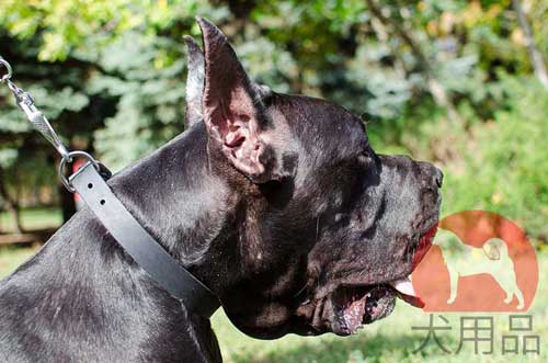 グレートデン　レザー首輪