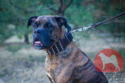 大型犬用幅広首輪　腐食防止金具