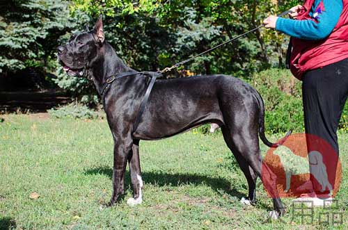 グレートデン用ハーネス(丸スタッズ付)