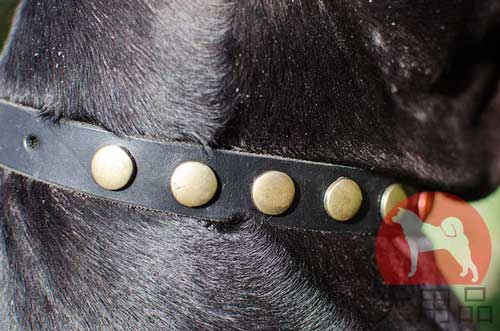 超大型犬　革首輪(丸スタッズ)
