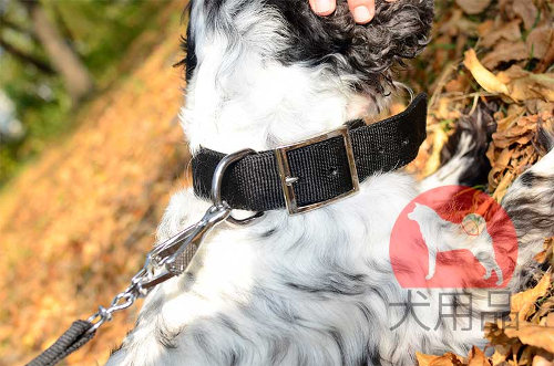 スパニエル用首輪　ナイロン