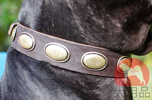 グレートデン用革首輪