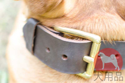 犬の首輪│ボルドー・マスティフ用スパイクカラー