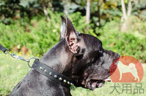 超大型犬　首輪(ピラミッド付き)