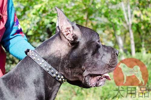 グレートデン用本革首輪