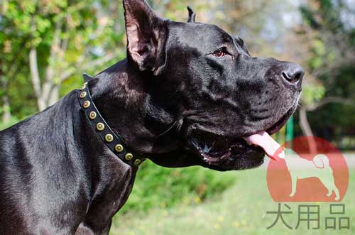 グレートデン　首輪(ドットスタッズ付き)