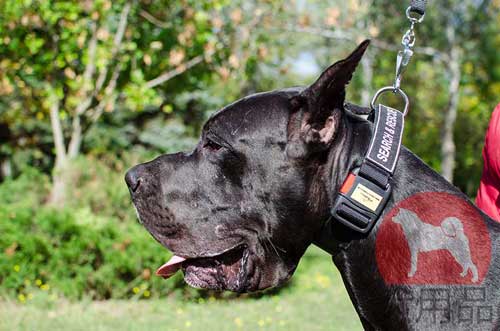 グレートデーン用の首輪(サインパッチ付)