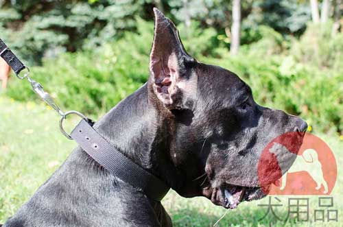 グレートデン　首輪(ナイロン)