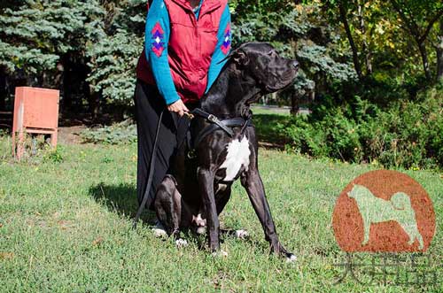 グレートデン用ウェイトプルハーネス