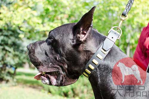 グレートデン　おしゃれ首輪
