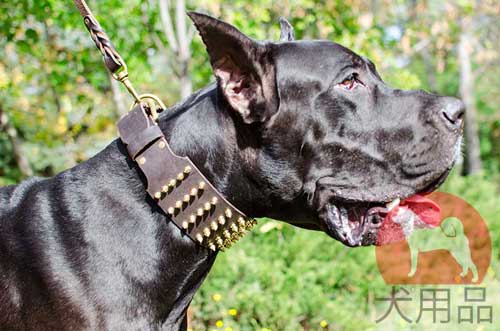 超大型犬　首輪　(幅広首輪)