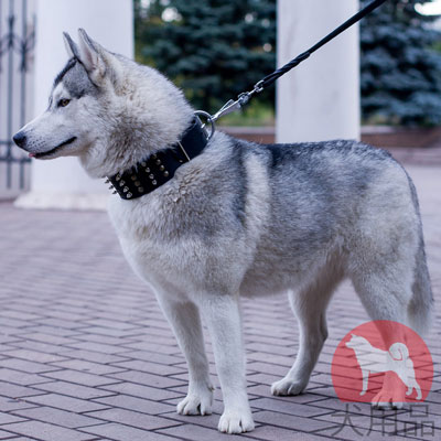 犬　幅広い首輪　上質な本革製　かっこいいスパイク付き