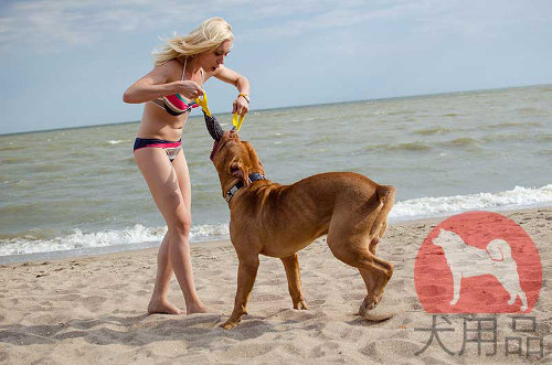 ボルドーマスティフ用フレンチリネン噛むタグ