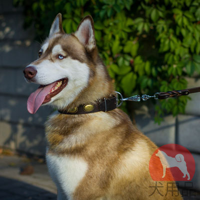 シベリアンハスキー カラー　オーバルコンチョ付き　本革製