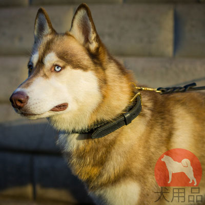 三つ編み付きハスキー用首輪　上質な本革製　25mm