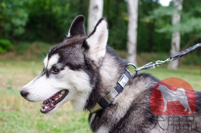 大型犬　中型犬　コントロールにぴったり合うハスキー用首輪　柔らかい本革製