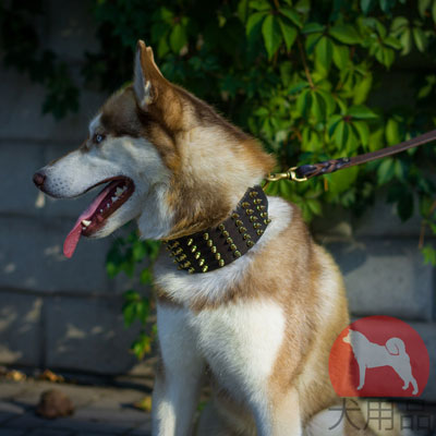 シベリアンハスキー　日常散歩にぴったり合う首輪　上質なレザー製