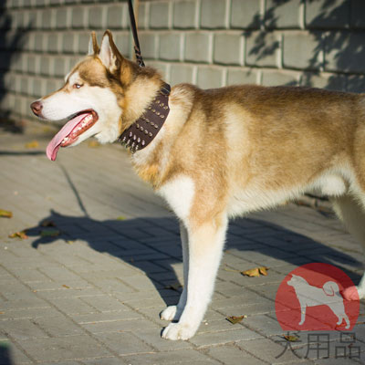 大型犬　首輪　ハスキー日常散歩にぴったり！