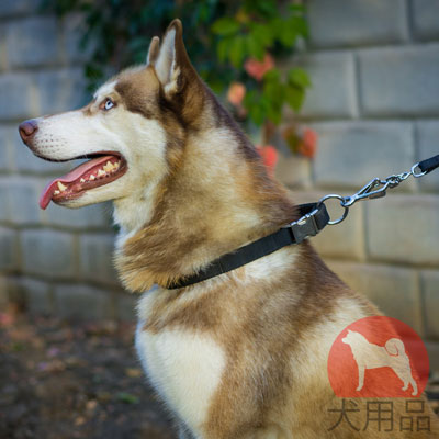 大型犬　首輪　ナイロン製　クイックロックバックル付き