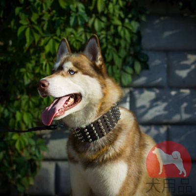 ハスキー訓練用幅広い首輪　本革製　大型犬に最適！